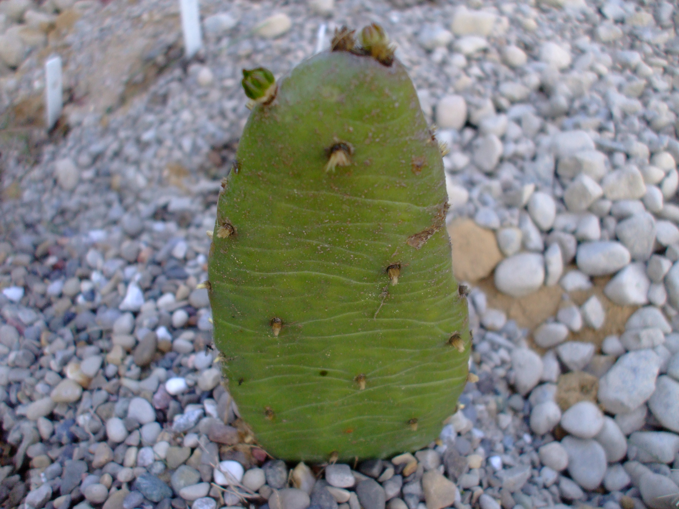 Opuntia stricta